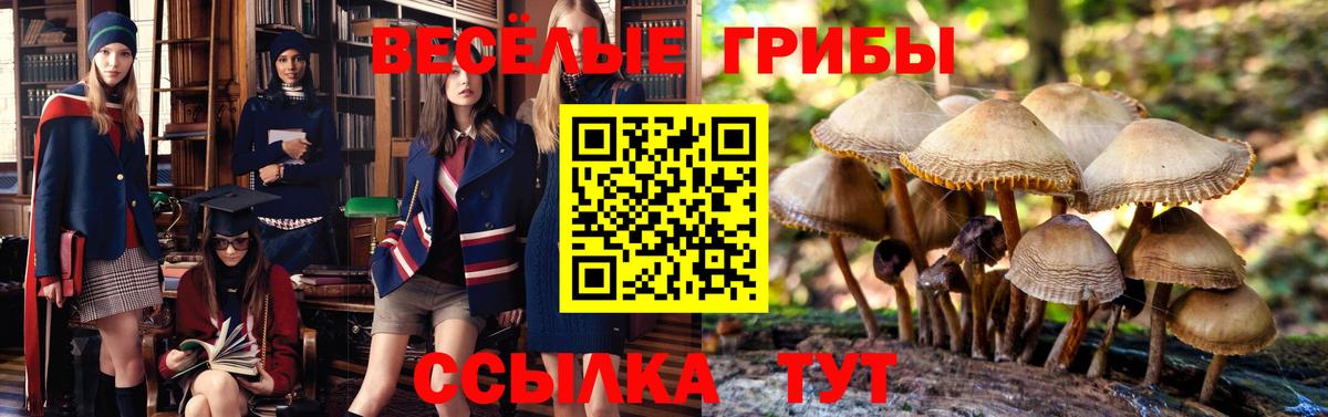Нижнекамск  Псилоцибиновые грибы Psilocybe  Вход с VPN  Псилоцибиновые грибы Psilocybe 